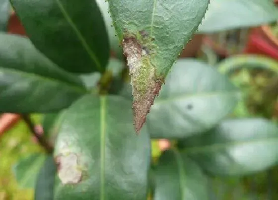 植物常识问题|茶花新长出来的叶子发黄是怎么回事（黄叶原因和解决方法）