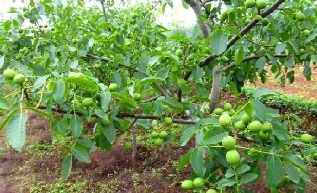 植物常识问题|核桃结的核桃皮太厚硬不好剥（核桃树为什么结的皮越来越厚）