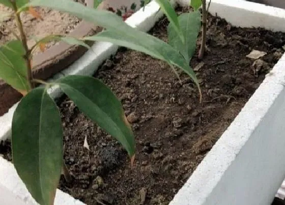 植物常识问题|花卉土壤板结如何缓解