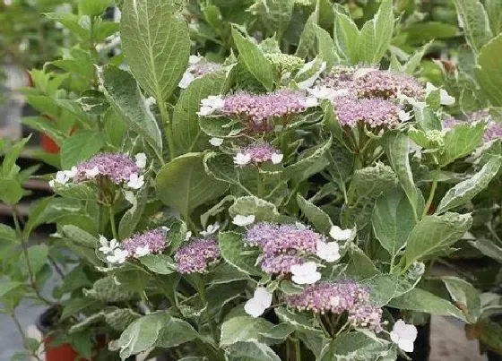 植物常识问题|绣球花发黄干枯如何进行防治