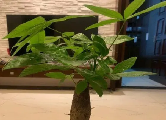 植物常识问题|发财树学会这几个养护技巧根不烂叶不黄