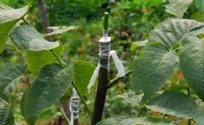 植物常识问题|核桃结的核桃皮太厚硬不好剥（核桃树为什么结的皮越来越厚）