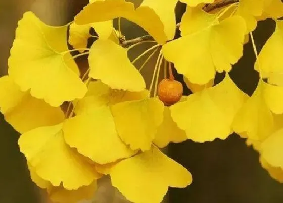 植物常识问题|银杏代表什么象征意义