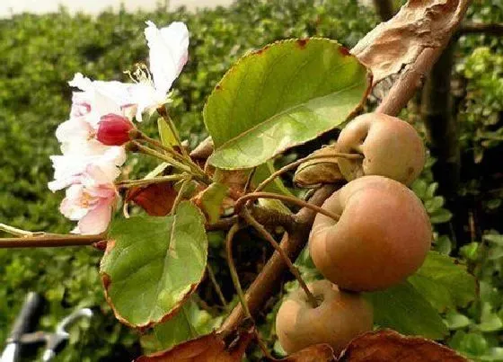 植物常识问题|大门口两边最旺宅的树 住宅门前栽什么树风水好又招财