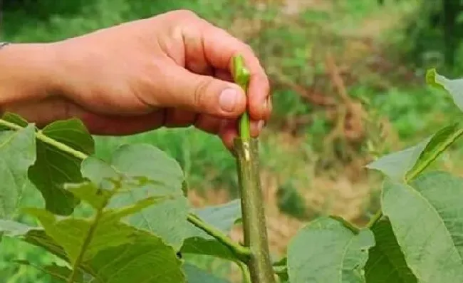 植物常识问题|核桃结的核桃皮太厚硬不好剥（核桃树为什么结的皮越来越厚）