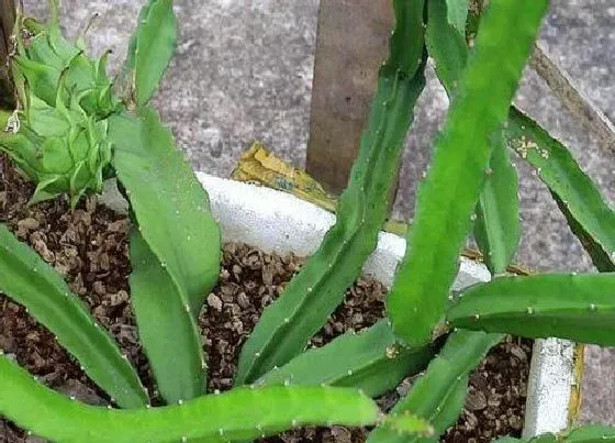 植物常识问题|盆栽火龙果如何养护分枝多又壮