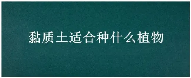 黏质土适合种什么植物 | 生活常识