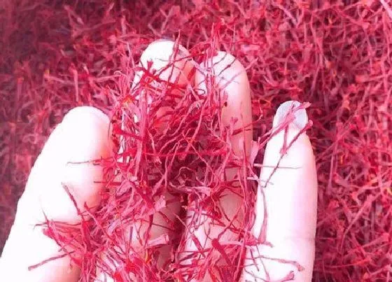 植物常识问题|藏红花怎么辨别真假好坏 如何挑选正宗的藏红花