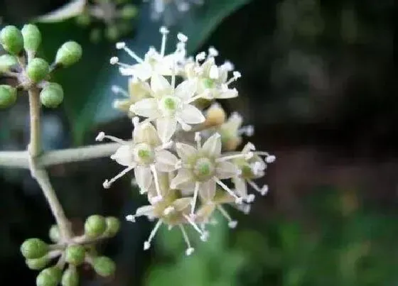 植物常识问题|鸭掌木叶片发黄都是什么原因引起的