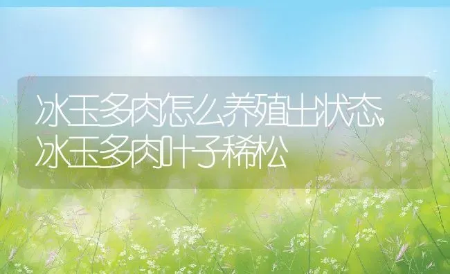 冰玉多肉怎么养殖出状态,冰玉多肉叶子稀松 | 养殖常见问题
