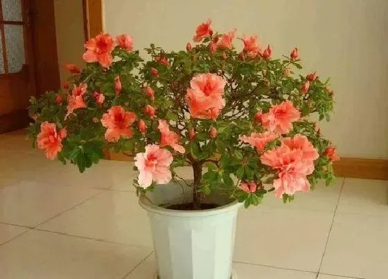 植物常识问题|杜鹃花花败后如何养护