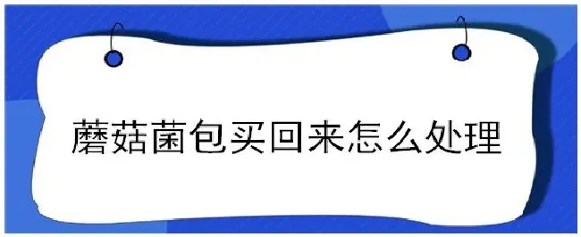 蘑菇菌包买回来怎么处理 | 三农答疑