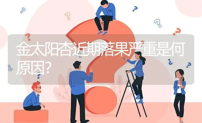 金太阳杏近期落果严重是何原因? | 养殖问题解答