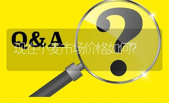 现在小麦市场价格如何? | 养殖问题解答
