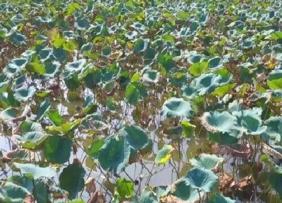 植物常识问题|藕什么时候种植（几月最佳） 莲藕高产栽培技术方法