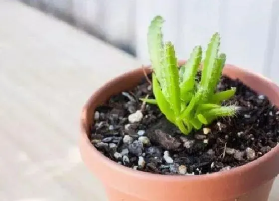 植物常识问题|什么情况下花盆需要赶紧换盆