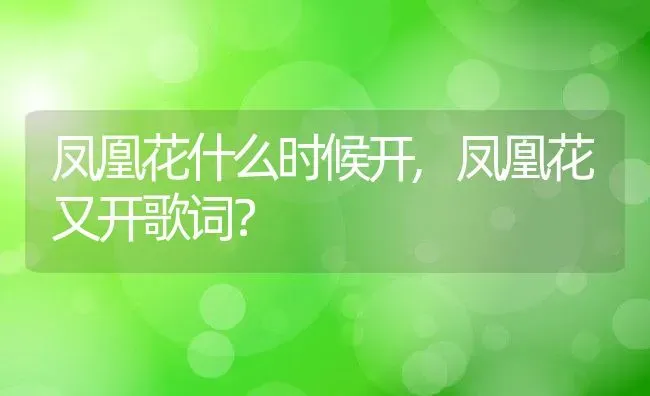 凤凰花什么时候开,凤凰花又开歌词？ | 养殖常见问题