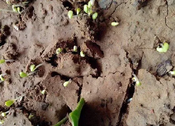 植物常识问题|实生苗和嫁接苗的区别