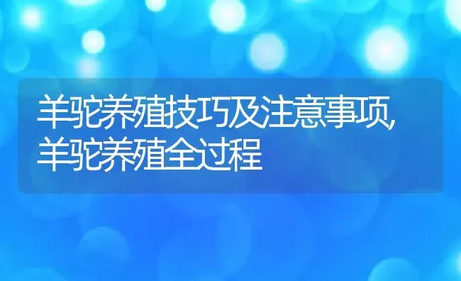 羊驼养殖技巧及注意事项,羊驼养殖全过程 | 养殖常见问题