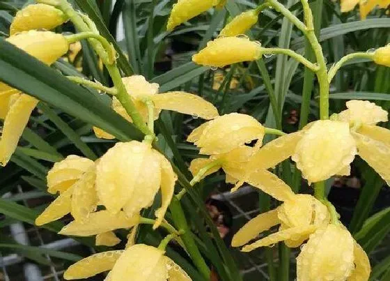 植物常识问题|兰花养护需要牢记的要点