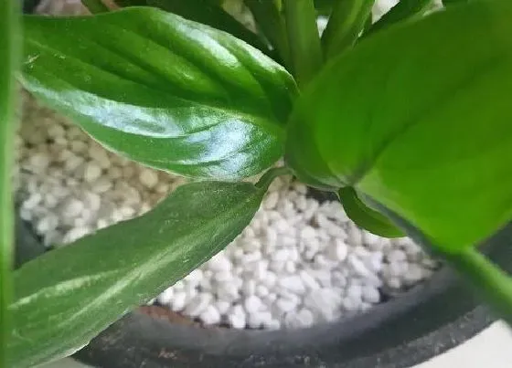 植物常识问题|花卉土壤板结如何缓解
