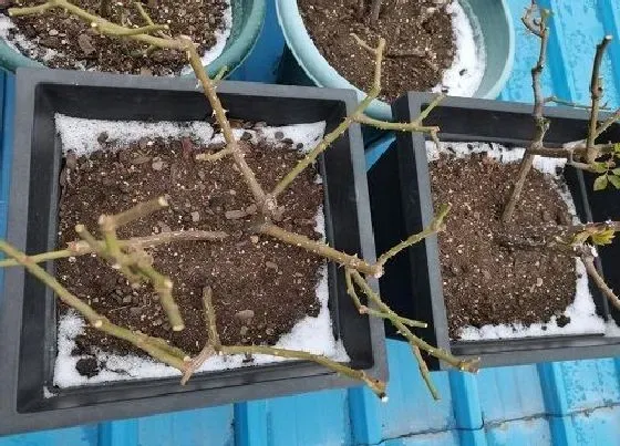 植物常识问题|用什么植料养护君子兰叶绿花又多