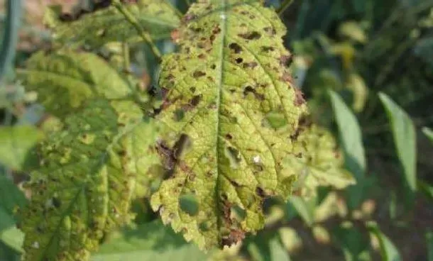 植物常识问题|桃树炭疽病防治方法与技术（桃树炭疽病用什么农药最好）