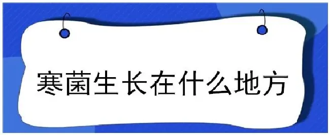 寒菌生长在什么地方 | 农业答疑