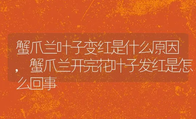 蟹爪兰叶子变红是什么原因,蟹爪兰开完花叶子发红是怎么回事 | 养殖常见问题