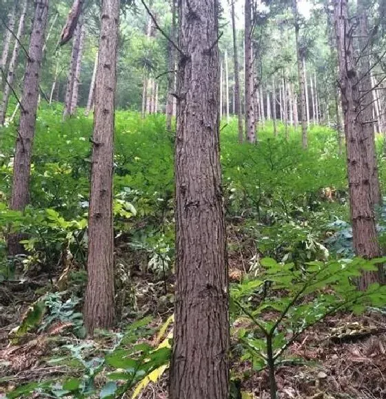 植物常识问题|魔芋栽培技术和方法