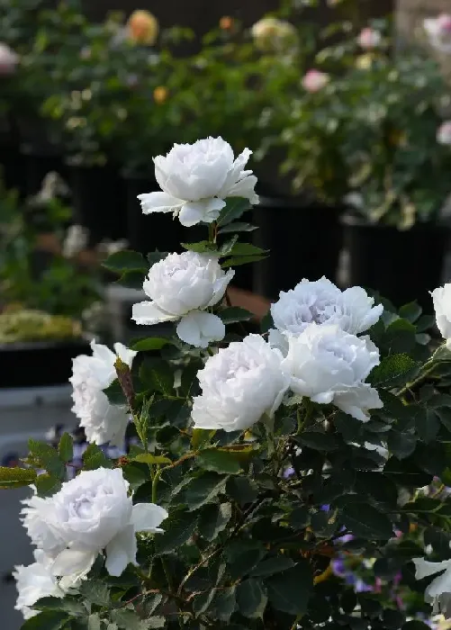 植物常识问题|加百列大天使月季优缺点介绍（长多高，香味及耐晒性如何）