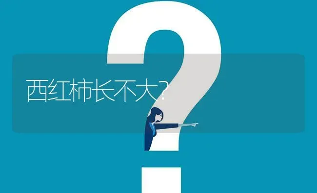 西红柿长不大? | 养殖问题解答