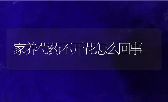 玉米的叶子像什么形状,玉米叶是什么形状？ | 养殖常见问题