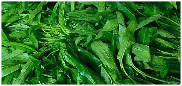 空心菜卷心菜大白菜是什么意思 | 农业常识