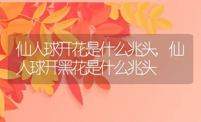 仙人球开花是什么兆头,仙人球开黑花是什么兆头 | 养殖常见问题