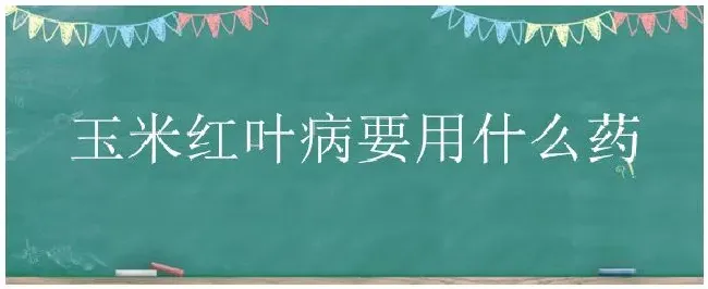 玉米红叶病要用什么药 | 生活常识