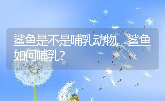 鲨鱼是不是哺乳动物,鲨鱼如何哺乳？ | 养殖常见问题