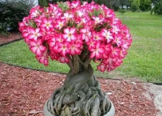 植物常识问题|如何把沙漠玫瑰养壮