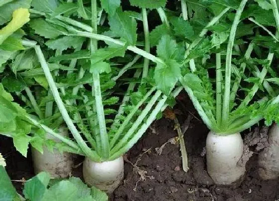 植物常识问题|夏季萝卜什么时候种最合适（夏播萝卜种植方法与步骤）