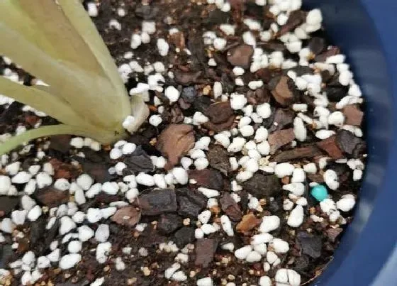 植物常识问题|花卉土壤板结如何缓解
