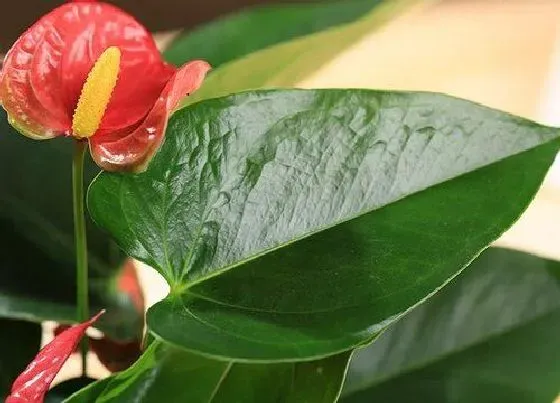 植物常识问题|怎么养护红掌叶片越长越肥大