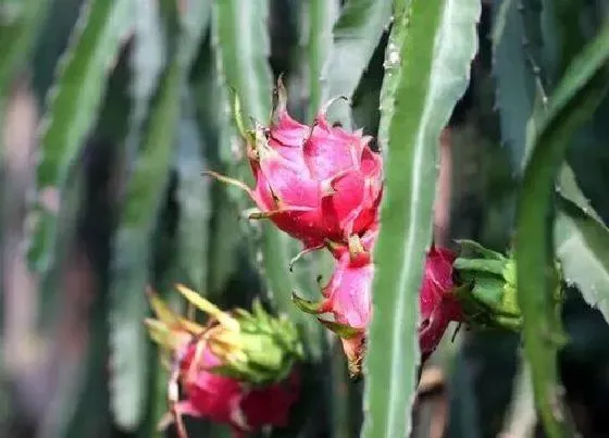 植物常识问题|盆栽火龙果如何养护分枝多又壮