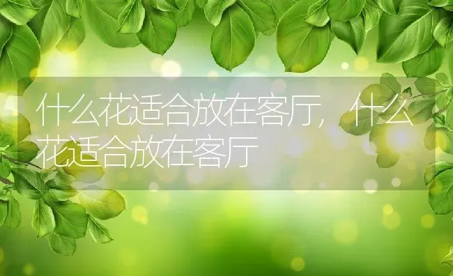 什么花适合放在客厅,什么花适合放在客厅 | 养殖常见问题