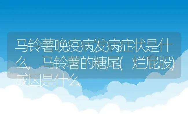 马铃薯晚疫病发病症状是什么,马铃薯的糖尾(烂屁股)成因是什么 | 养殖常见问题