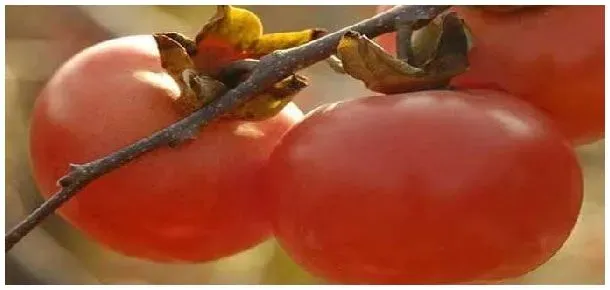 柿子怎么种植方法 | 农业问题