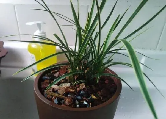 植物常识问题|兰花正确的浇水方法有哪些
