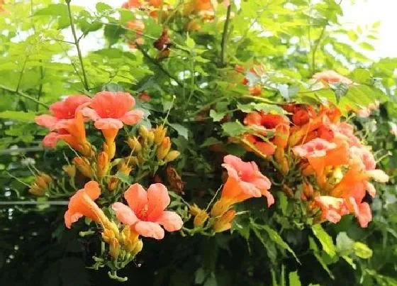 植物常识问题|十大爬藤花卉排名 最好看最香又好养的爬藤植物