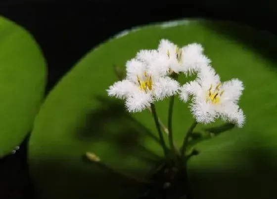 植物常识问题|一叶莲如何养护简单又好看