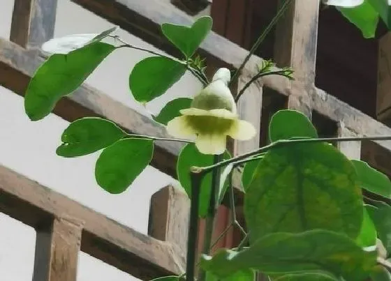 植物常识问题|幸福树会开花吗 幸福树几年开一次（开花是什么样子）