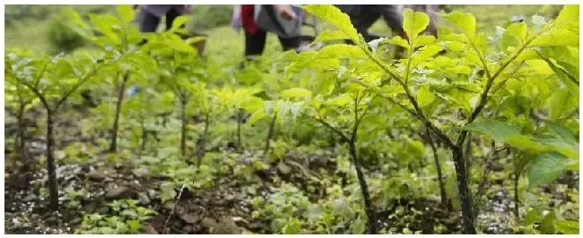 魔芋腐烂的原因 | 农业答疑